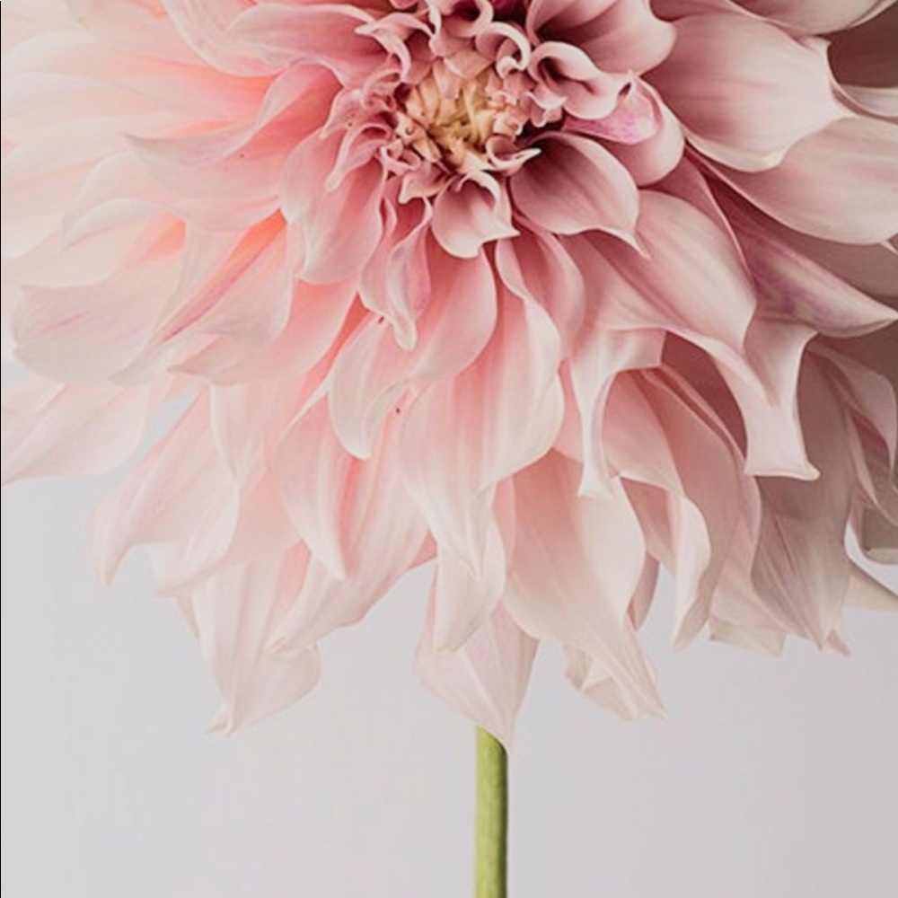 🖤 LOLA’S BAG POSH AMBASSADOR 🖤